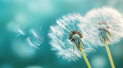 Obraz premium A stunning macro shot capturing dandelion seeds gracefully dispersing in the breeze against a clear background.