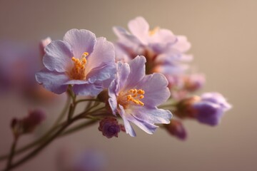 Obraz premium Delicate purple flowers bloom softly, showcasing their beauty in warm light during springtime