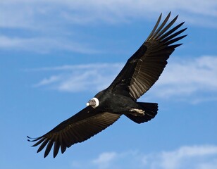 Obraz premium Black vulture soaring against a vibrant blue sky