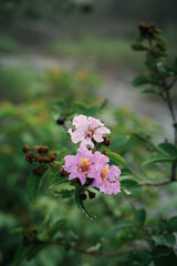 Delicate pink flowers blooming in nature close-up view serene environment capturing beauty and tranquility