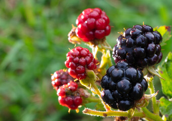 Blackberries lit from the side