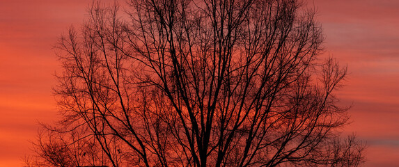 Barren winter branches in a tree silhouetted by an orange and red sky