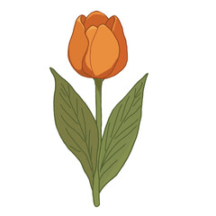 Hand-drawn PNG clipart of an orange tulip flower with green leaves on a transparent background. Perfect for spring designs, floral stickers, digital planners, scrapbooking, and printable craft project