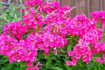 Beautiful phlox paniculata blooming int the summer garden.
