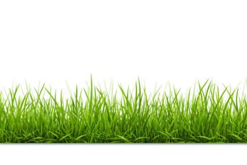 Green Grass border isolated on transparent background, vector illustration. Realistic green seamless grass. Grass png, lawn png. 