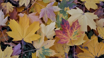 Textured autumn leaf composition with overlapping maple leaves in vibrant seasonal colors