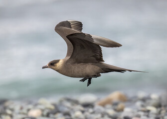 Parasitic Jaeger in Flight Over Rocky Shoreline