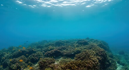 Fototapeta premium An underwater seascape showing a rocky seabed covered in algae with sunlight filtering through the clear blue water.