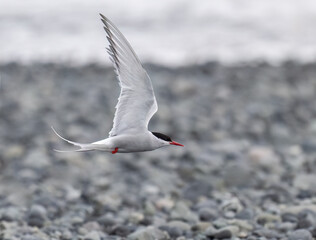 Arctic Tern in Flight Over Rocky Shoreline
