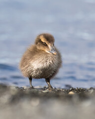  Common Eider Duckling Standing on Shoreline Near Water