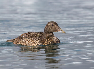 Female Common Eider Swimming on Icy Water