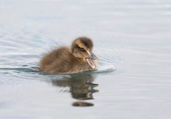 Common Eider Duckling Swimming on Icy Water