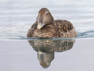 Female Common Eider Swimming on Icy Water