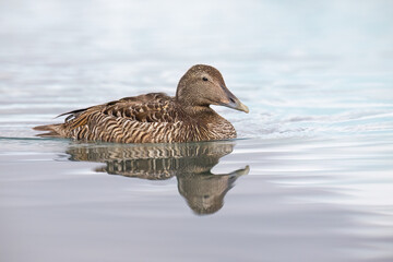 Female Common Eider Swimming on Icy Water