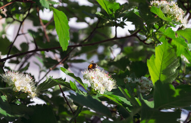 Bumblebee pollinates the white flowers of Siberian hawthorn