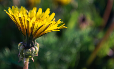 Close-up of a yellow dandelion in the sunlight
