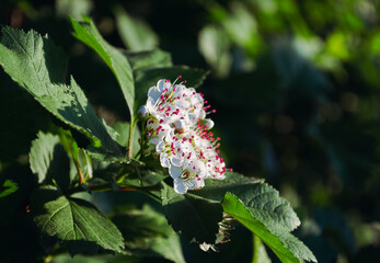 White blossoms Siberian Hawthorn with red stamens in sunlight