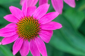 Beautiful Pattern and Color Looking Straight Down on a Coneflower Bloom