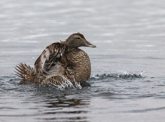 Female Eider Duck Splashing in Coastal Waters