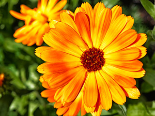 Bright orange flowers bloom in a vibrant garden during springtime showcasing nature's beauty and color diversity