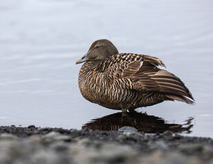 Female Common Eider Resting on Rocky Shoreline