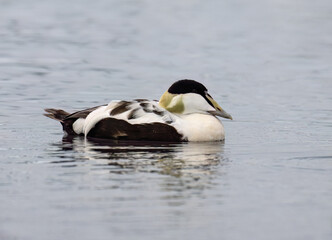 Male Common Eider Duck Swimming in Icy Waters