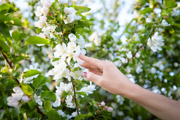Blonde woman enjoying nature by touching blooming white flowers in a garden during a sunny day