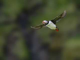 Northern Fulmar in Flight Over Coastal Cliffs with Vegetation