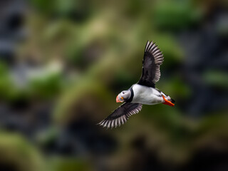 Atlantic Puffin in Flight Over Coastal Cliffs