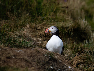 Atlantic Puffin Resting on Coastal Cliffside Habitat