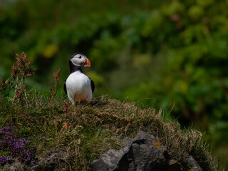 Atlantic Puffin Standing on Coastal Cliff in Natural Habitat