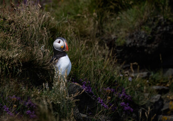 Atlantic Puffin in Natural Habitat Among Coastal Vegetation