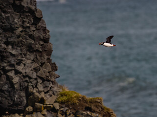 Atlantic Puffin Flying Over Coastal Landscape