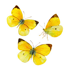 Fototapeta premium 3 yellow butterflies isolated on a Transparent background PNG