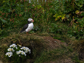 Atlantic Puffin Standing Among Grass in Natural Habitat