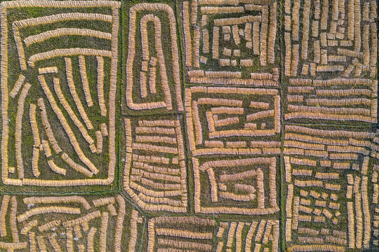 Aerial view of golden haystacks arranged in geometric patterns against a verdant field, creating a textured tapestry from above, Thakurgaon, Thakurgaon District, Bangladesh.