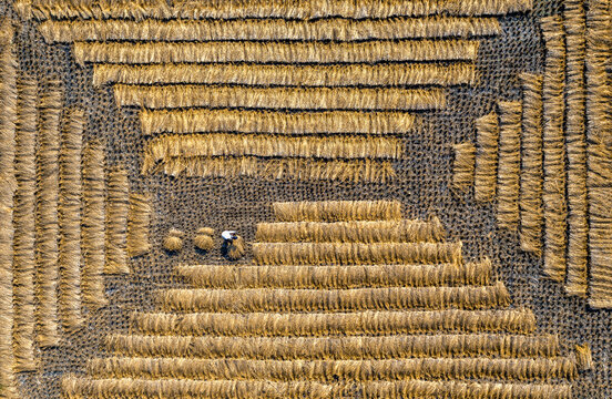 Aerial view of geometrically arranged harvested crops creating contrasting patterns and textures, Thakurgaon, Thakurgaon District, Bangladesh.