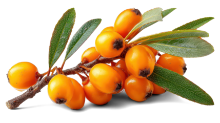 sea buckthorn berries on white background