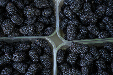 Blackberry in market containers in rows, top view of heap fresh berries displayed for sale, organic...
