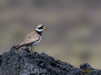 Common Ringed Plover Adult Standing on Volcanic Rock