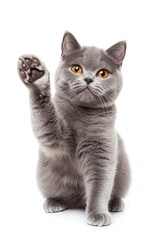 A sitting grey british shorthair cat looks at camera and stretch kitten pet paw.