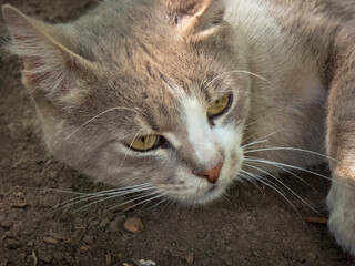 A close-up portrait of a cat lying on the ground