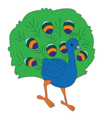 An isolated peacock on a white background