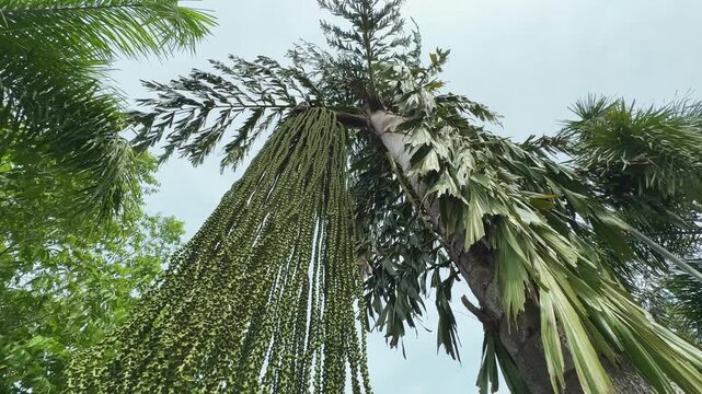 low angle shot of Caryota urens palm, it's a species of flowering plant in the palm family
