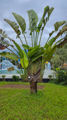 nature tropical plant