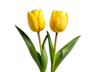 Fototapeta premium Two Yellow Tulips Standing Side by Side, Upright with Green Stems, Isolated on White Background