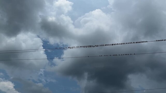 A group of birds perched on an electricity wire before the storm, Birds generally do not get electrocuted when perched on power lines because their feet are at the same electrical potential
