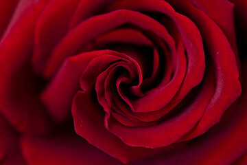 Close-up of a beautiful red rose, petals and flower surface, symbol of love and relationships, high resolution