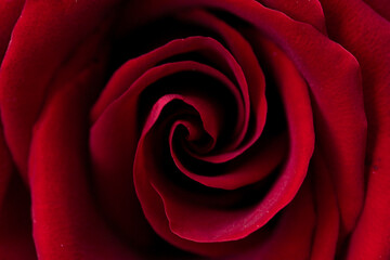 Close-up of a beautiful red rose, petals and flower surface, symbol of love and relationships, high resolution