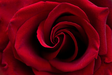 Close-up of a beautiful red rose, petals and flower surface, symbol of love and relationships, high resolution